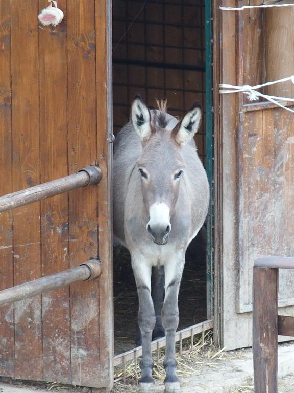 Country House Poggio Fiorito アッシジ エクステリア 写真