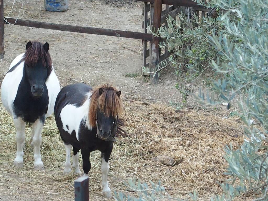 Country House Poggio Fiorito アッシジ エクステリア 写真
